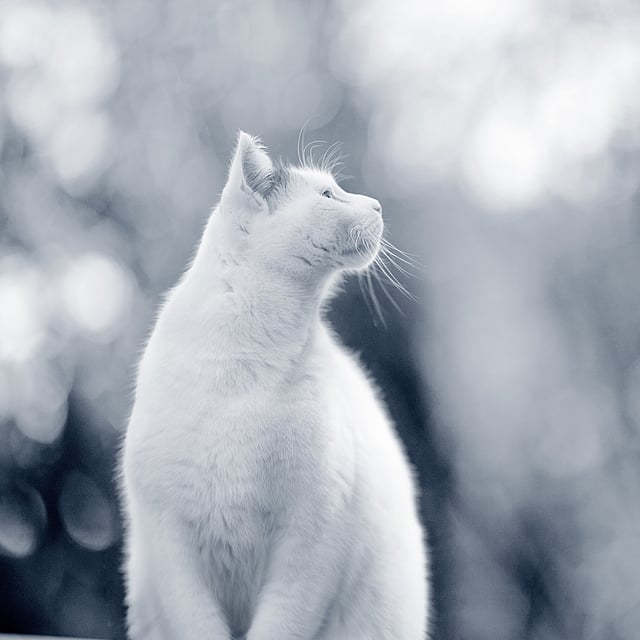 En hvit katt som ser opp.