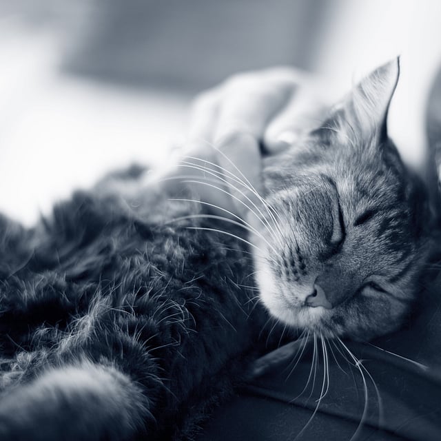 En katt som ligger på fanget til en person.