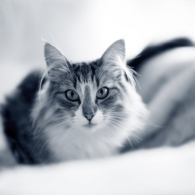 En katt som ligger på et teppe.