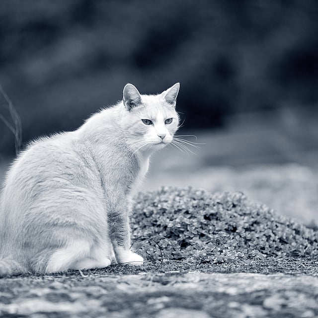 En katt som sitter på en stein.