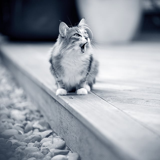 En katt som sitter på en treflate.