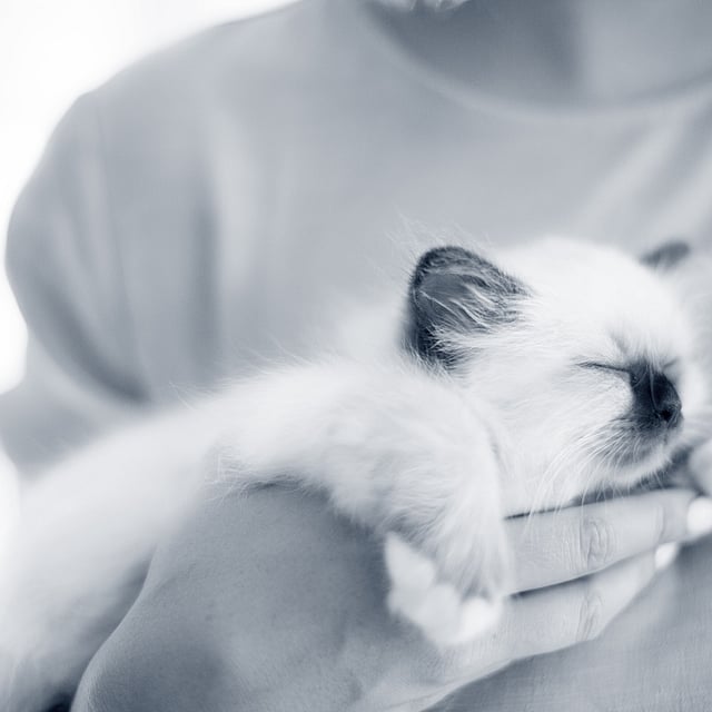 En person som holder en kattunge.