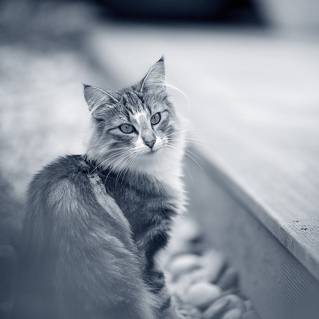 En katt som sitter på et tredekk.