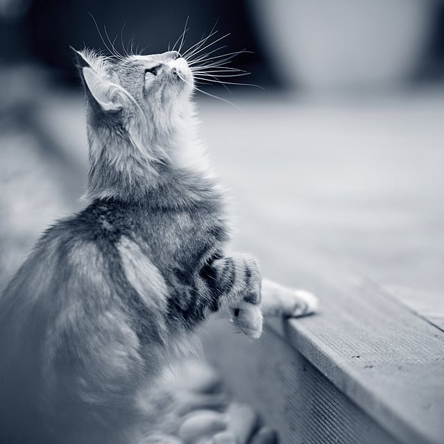 En katt som står på en avsats og ser opp.