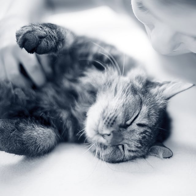 En person som klapper en katt.