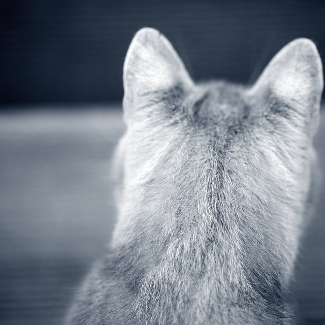 Ryggen til en katt.