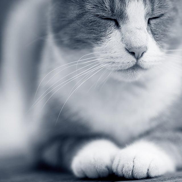 Et nærbilde av en katt.