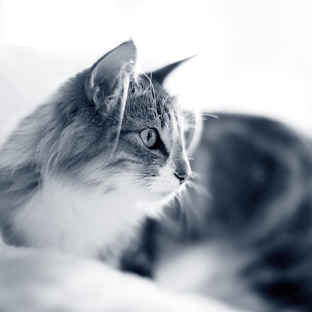 En katt som ligger på et teppe.