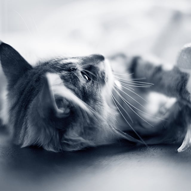 En katt som ligger på gulvet.