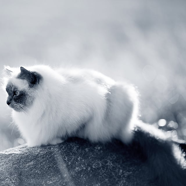 En katt som sitter på en stein.