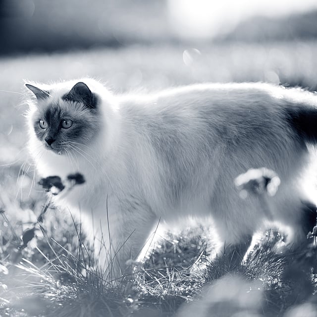En katt som står i gresset.