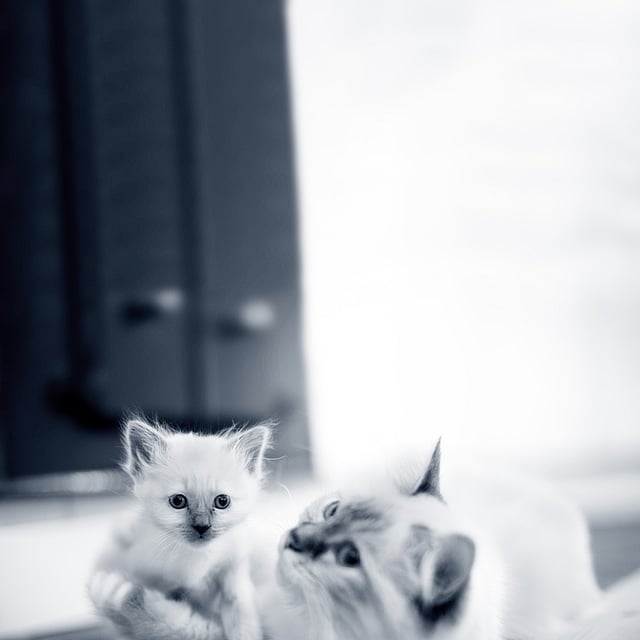 En katt og kattunge på et teppe.
