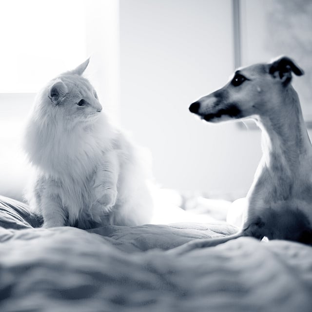 En katt og hund som sitter på en seng.
