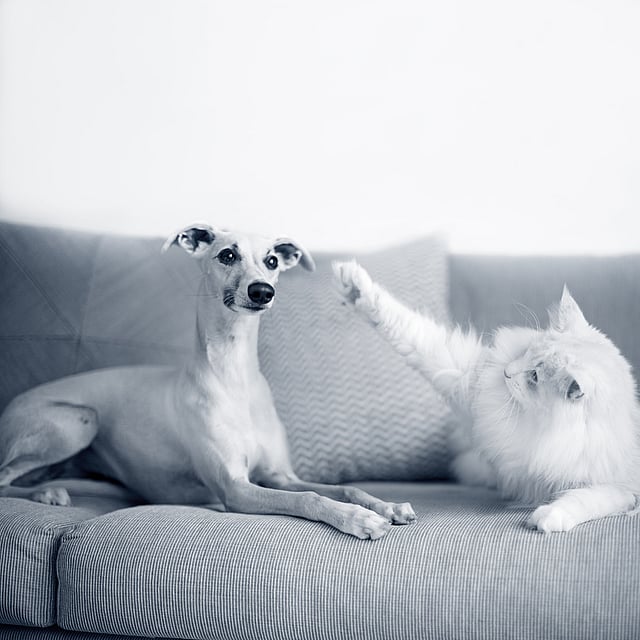 En hund og katt på en sofa.