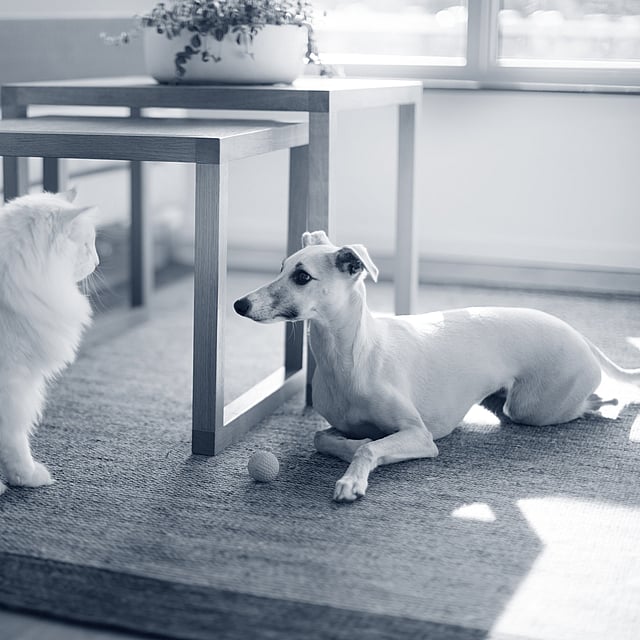 En katt og hund på et teppe.