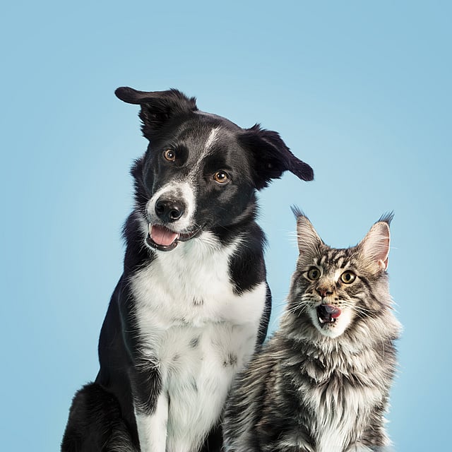 En hund og katt som ser inn i kameraet.