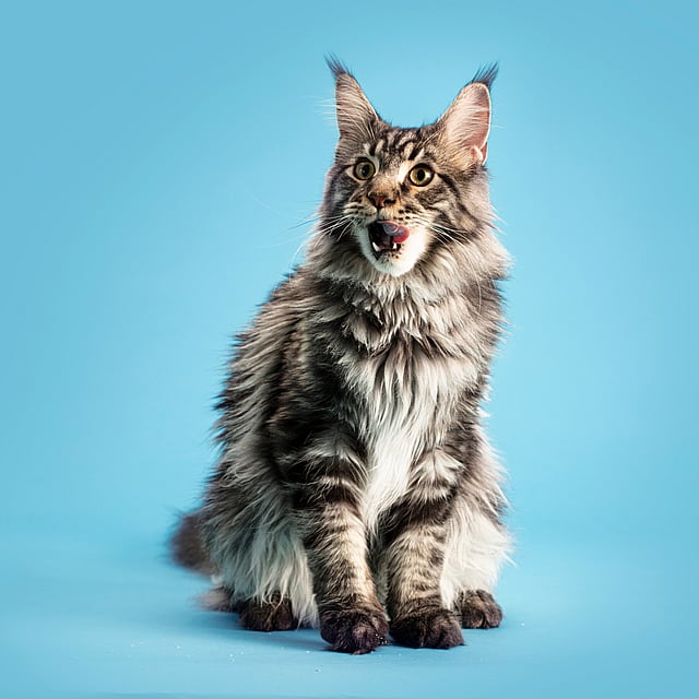 En katt som sitter på blå bakgrunn.