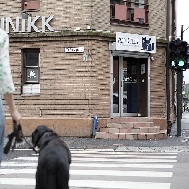 En person som går tur med en hund på et fotgjengerfelt.