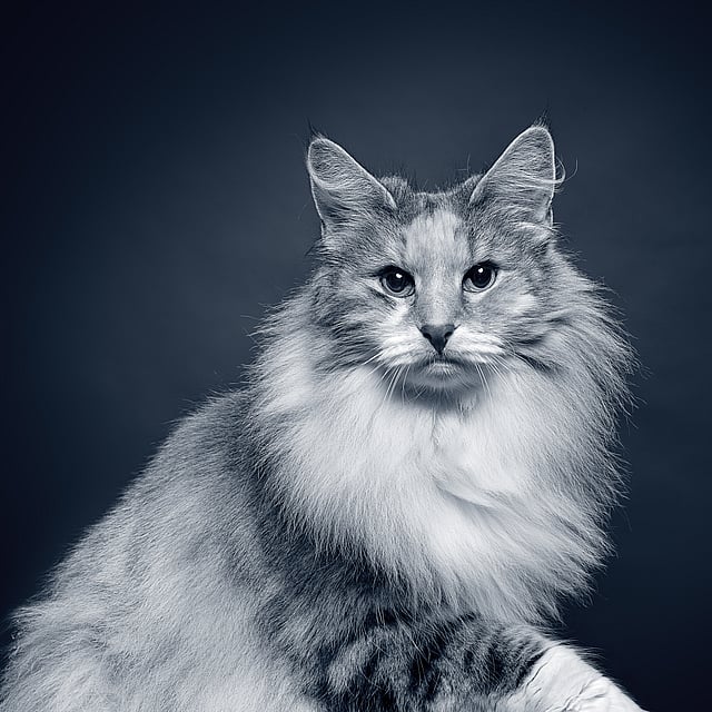 En katt med luftig hår.