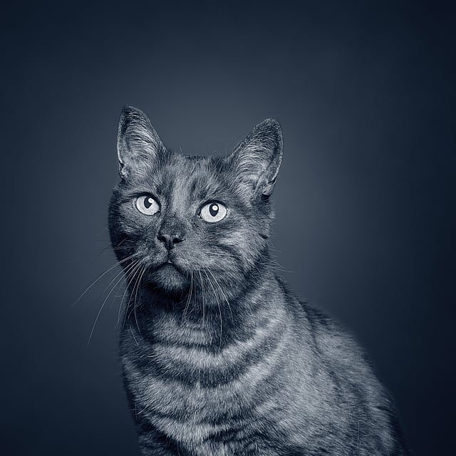 En katt med snø i ansiktet.