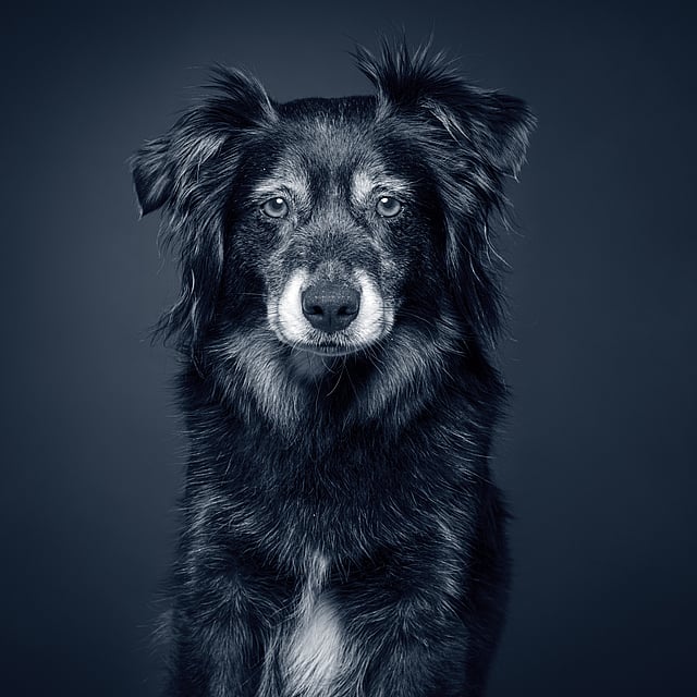 Et svart-hvitt-bilde av en hund.