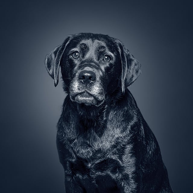 En svart hund med blå bakgrunn.