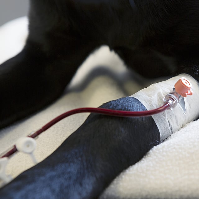En hund med et rør festet til en hunds arm.