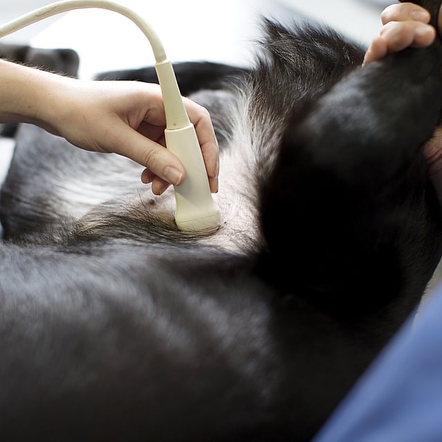 En person som bruker et ultralydapparat for å sjekke magen til en hund.