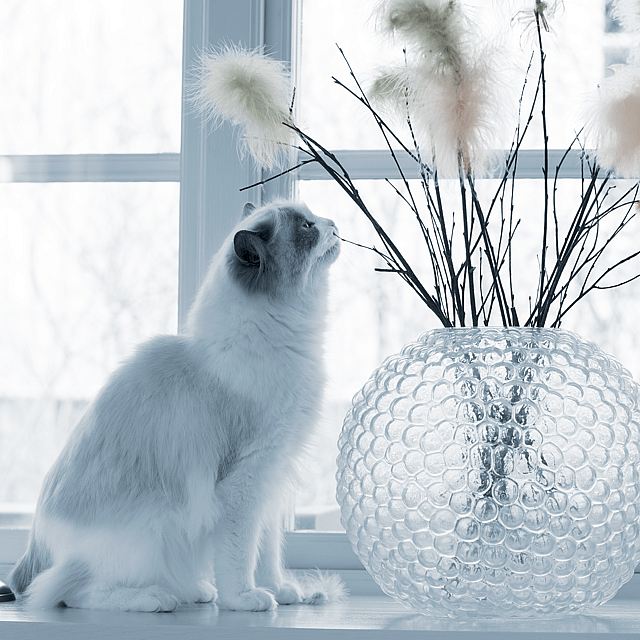 En katt som ser på en vase med fjær.
