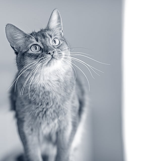 En katt som ser opp på noe.