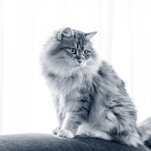 En katt som sitter på en sofa.