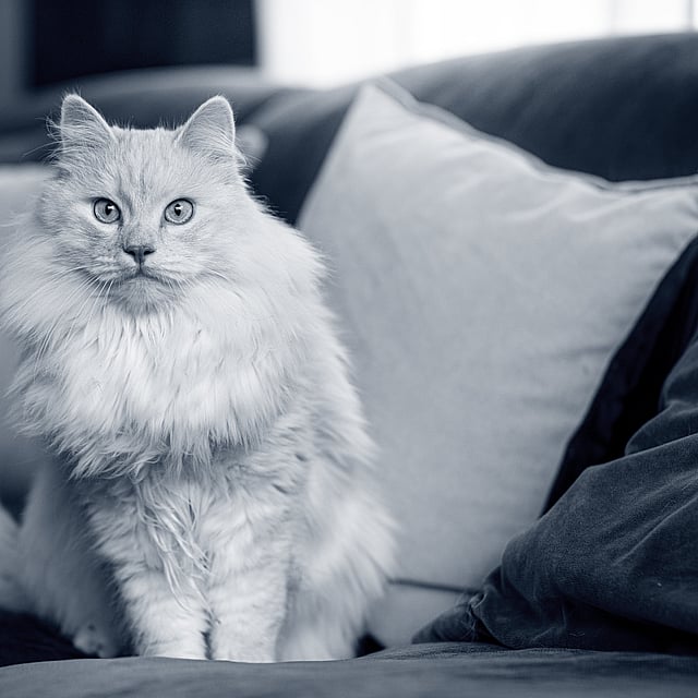 En katt som sitter på en sofa.