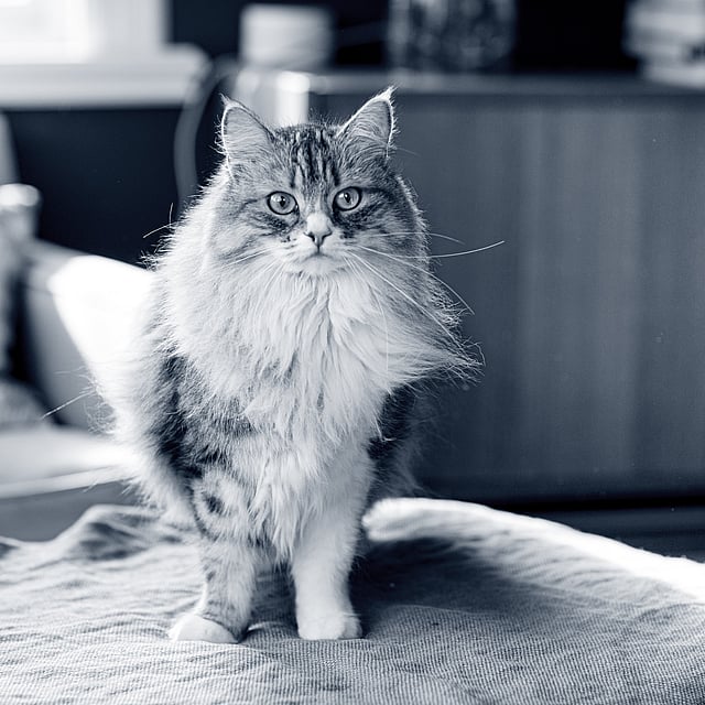 En katt som står på et teppe.