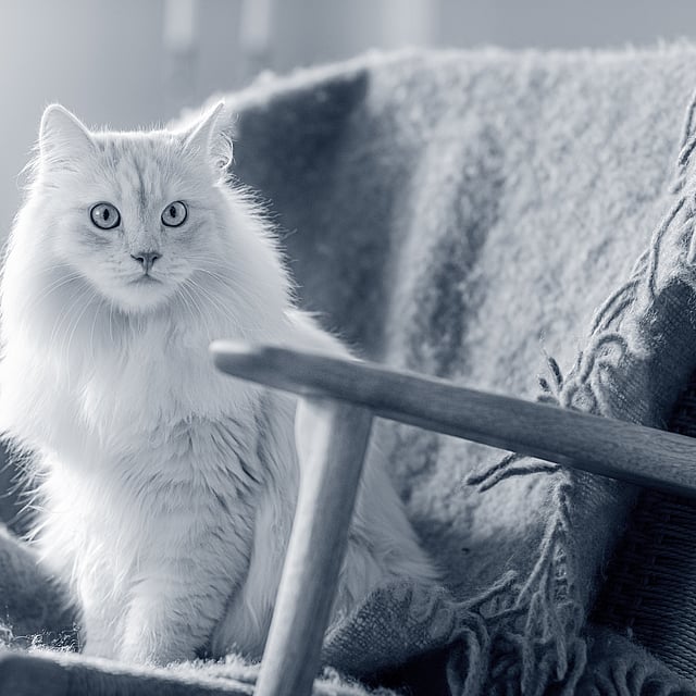 En katt som sitter på en stol.