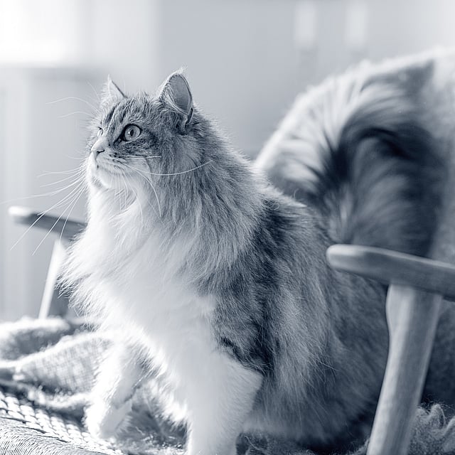 En katt som sitter på en stol.