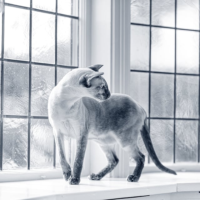 En katt som står i en vinduskarm.