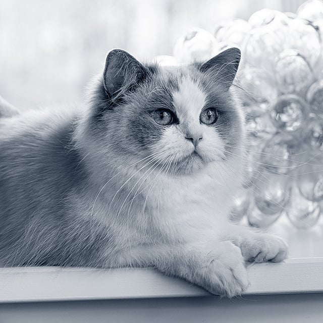 En katt som sitter på en avsats.