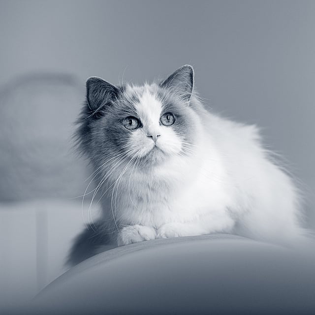 En katt som ser opp på kameraet.