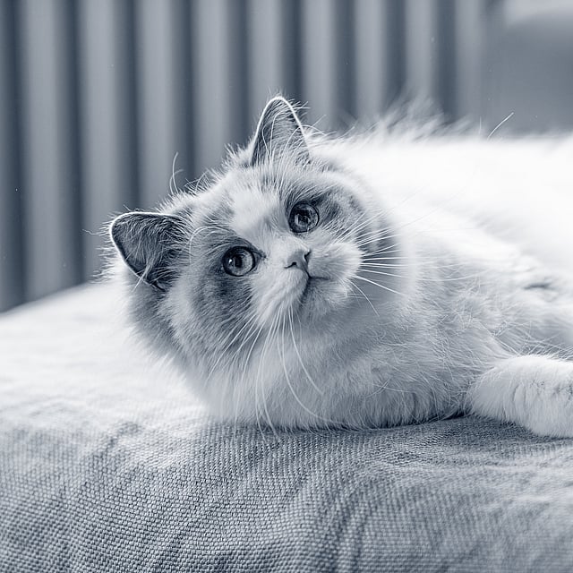 En katt som ligger på en seng.