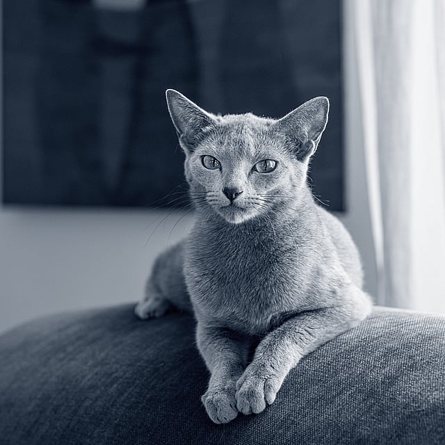 En katt som ligger på en sofa.