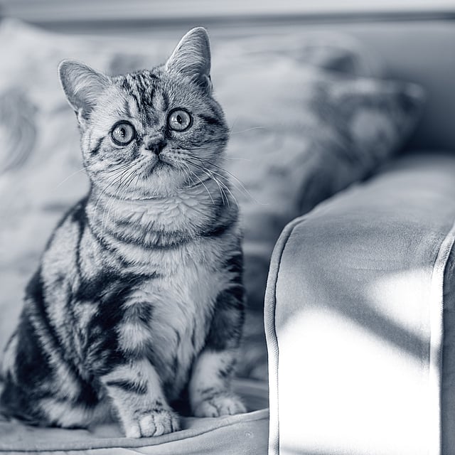 En katt som sitter på en sofa.