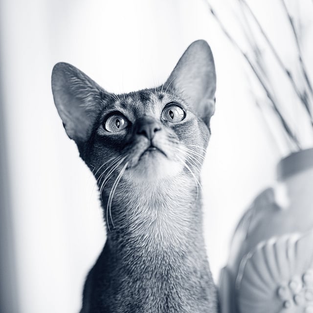 En katt som ser opp på en vase.