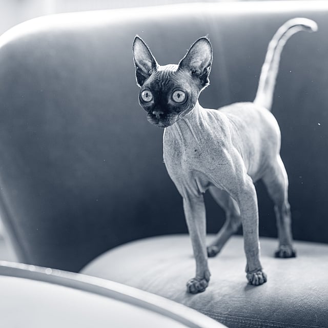 En katt som står på en stol.