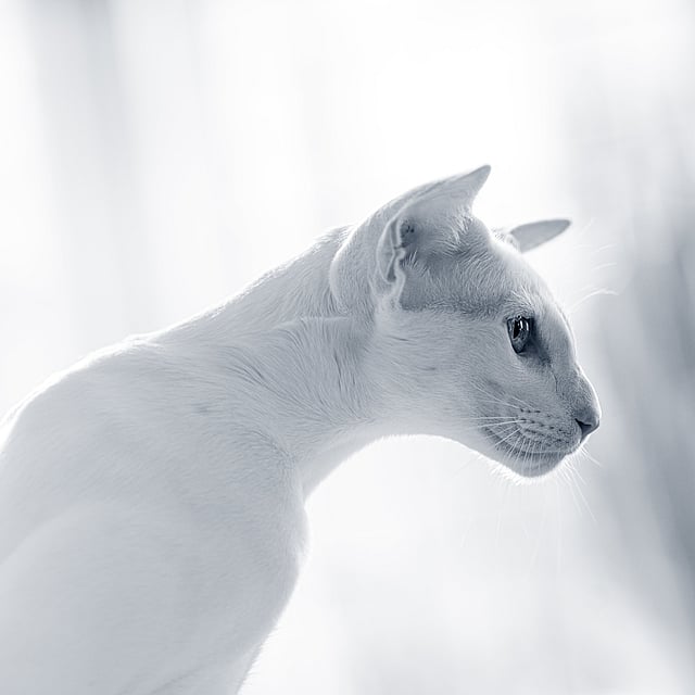 En hvit katt som ser ut av vinduet.