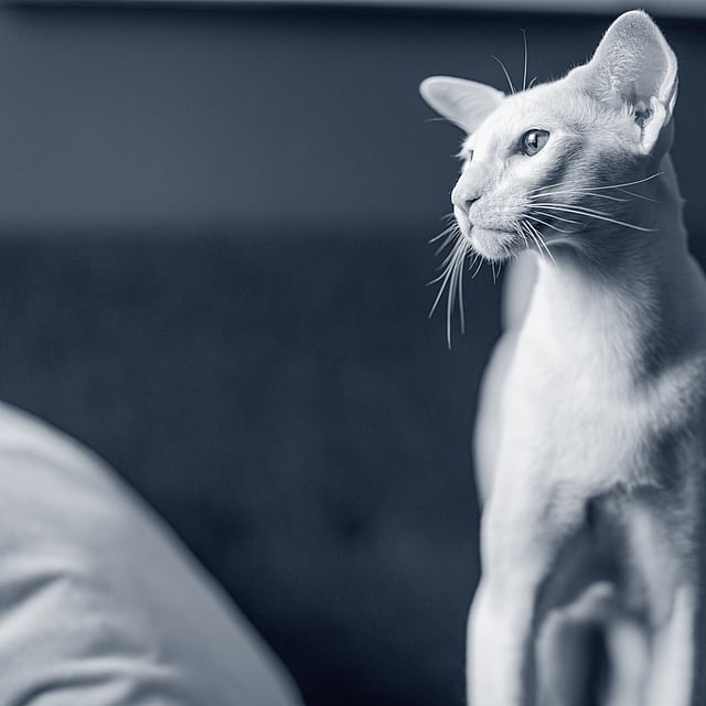 En katt som står på en seng.