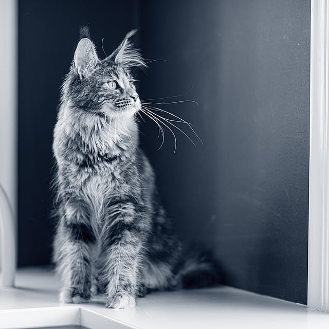 En katt som sitter på en avsats.