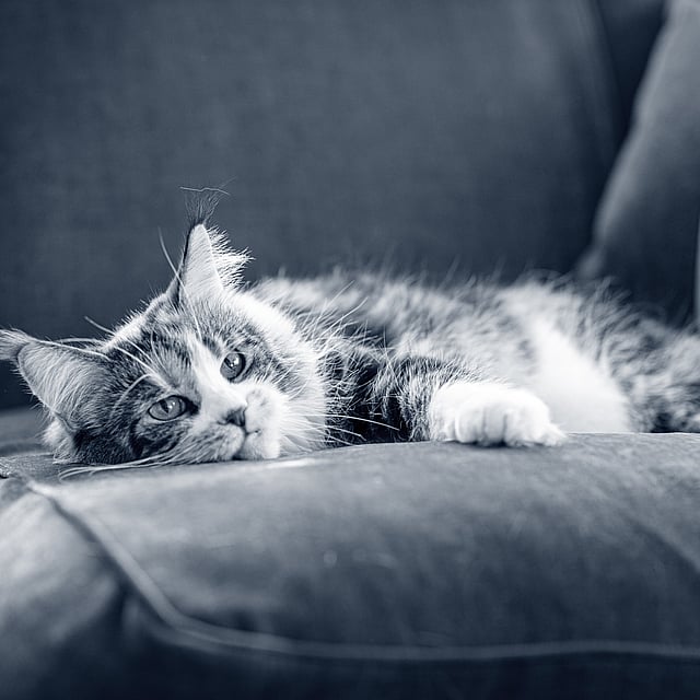 En katt som ligger på en sofa.