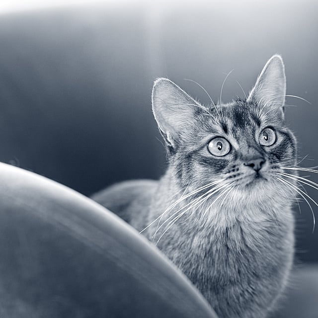 En katt som ser opp på kameraet.