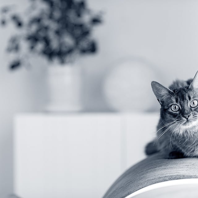 En katt som sitter på en sofa.