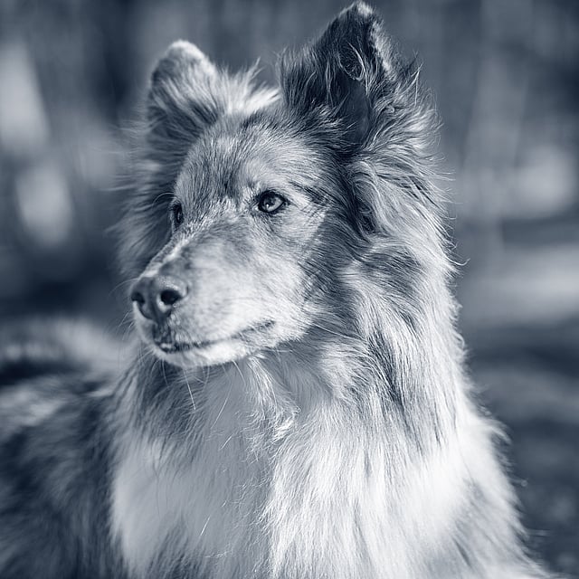 En hund som ser inn i kameraet.